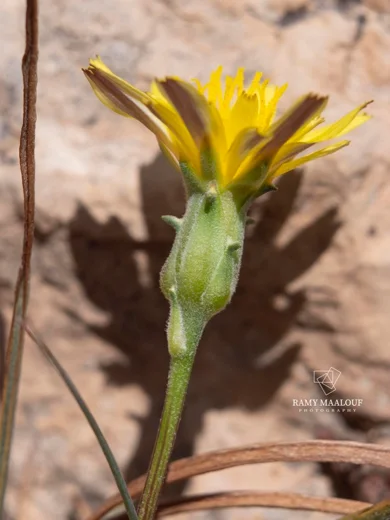 Scorzonera meyeri