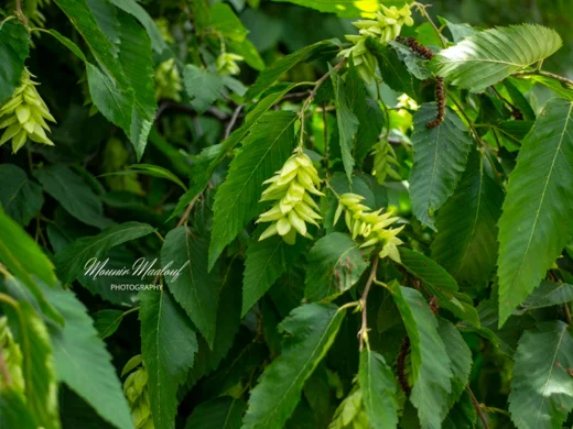 Ostrya carpinifolia
