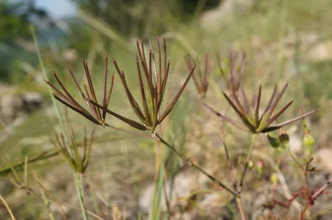نسب المصنف - غير تجاري 4.0 دولي (CC BY-NC 4.0)- i naturalist.