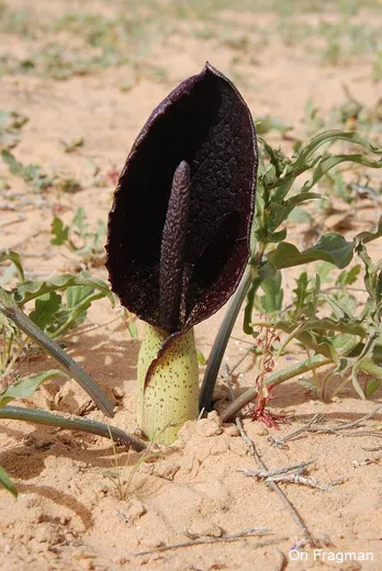 سميع