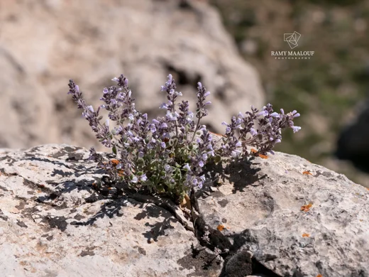 Clinopodium libanoticum