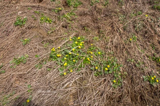 Ranunculus ficaria subsp. ficariiformis