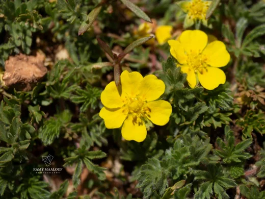 Potentilla geranioides subsp. syriaca