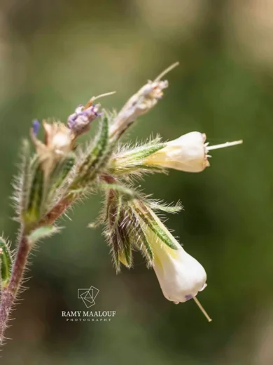 Onosma caerulescens