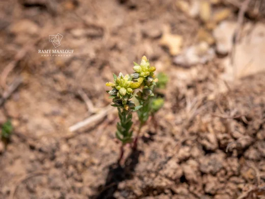 Thymelaea gussonei