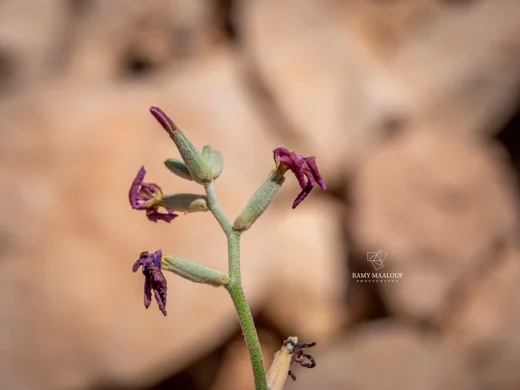 Matthiola fruticulosa