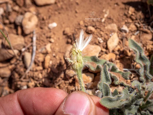 Leontodon asperrimus