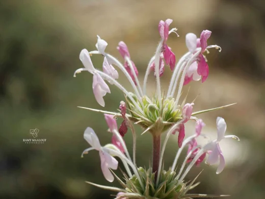 Morina persica