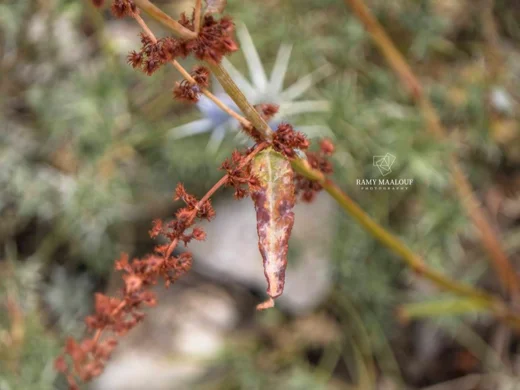 Rumex nepalensis
