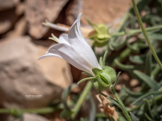 Campanula stricta var. libanotica