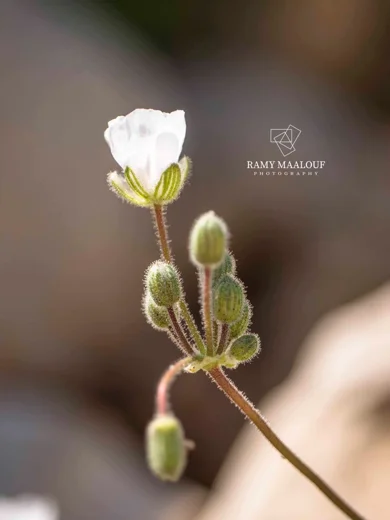 Erodium trichomanifolium var. alb