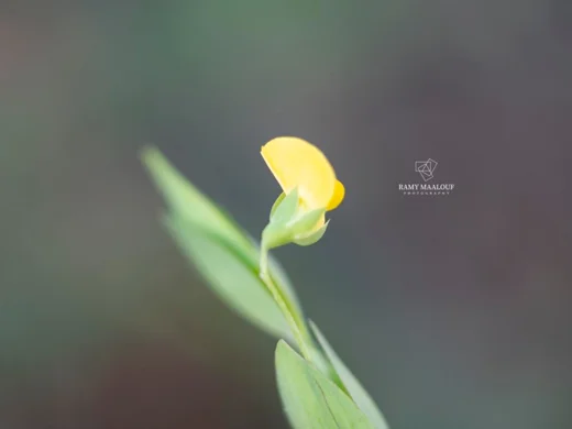 بريد الحية