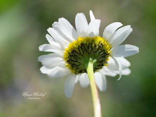 Tripleurospermum oreades