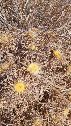 نسب المصنف - غير تجاري 4.0 دولي (CC BY-NC 4.0)- i naturalist.