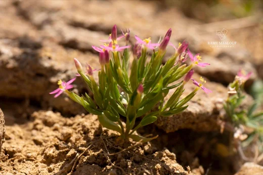 Centaurium pulchellum