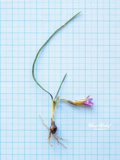 رومولية فينيقية