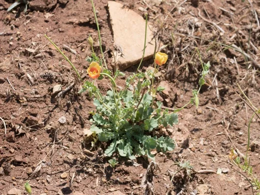 Glaucium leiocarpum