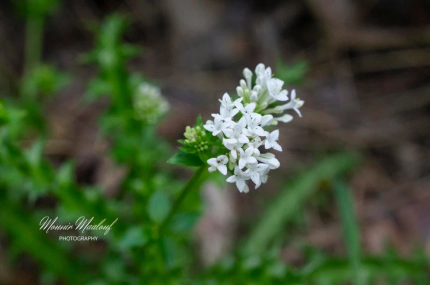 Asperula libanotica