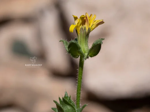 لسان البقرة