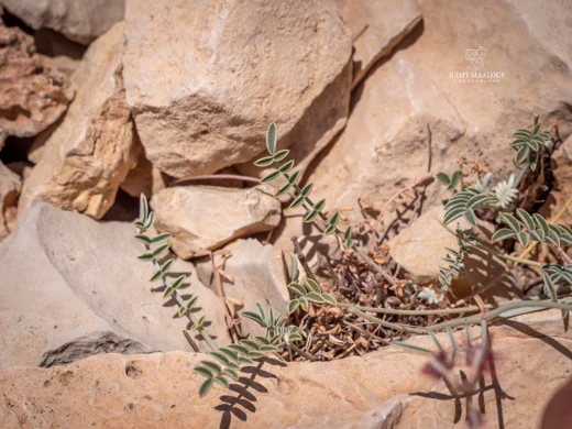 Hedysarum coelesyriacum