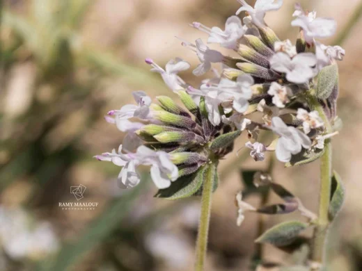 Ziziphora clinopodioides subsp. clinopodioides