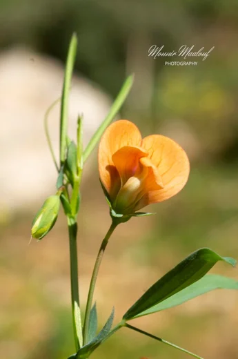 Lathyrus gorgoni