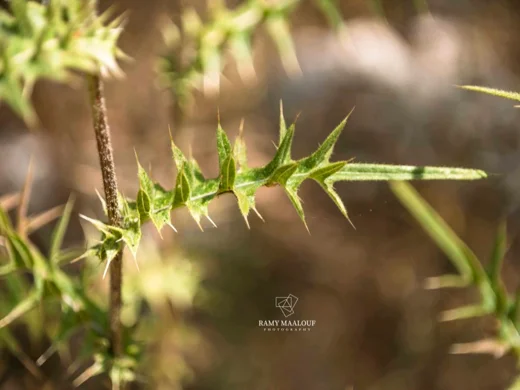 Cirsium phyllocephalum