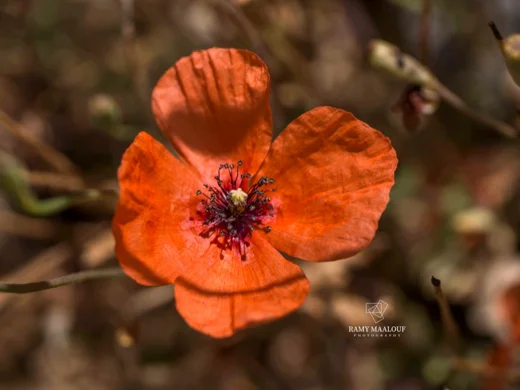 Papaver postii