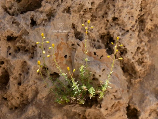 عرن لبناني