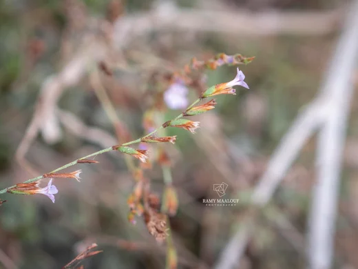 Limonium mouterdei