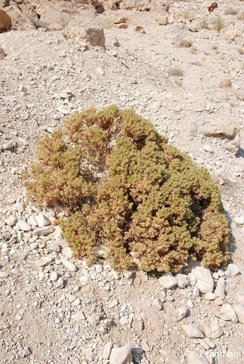 عفينة