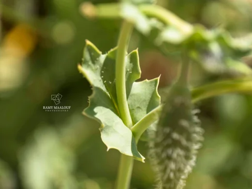 Glaucium leiocarpum