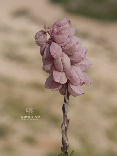 Noccaea vesicaria