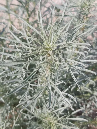 نسب المصنف - غير تجاري 4.0 دولي (CC BY-NC 4.0)- i naturalist.