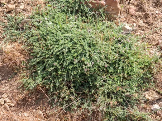 Lotus hirsutus