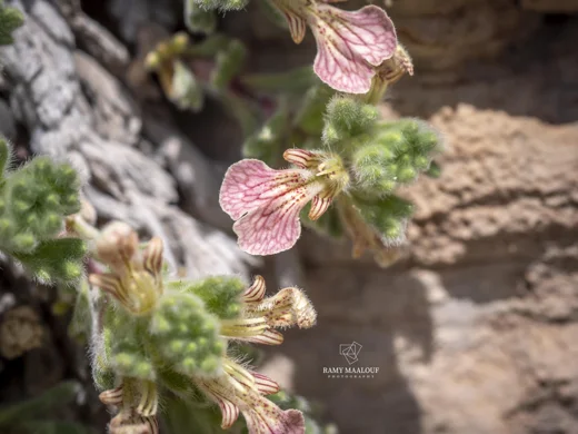 Ajuga chamaepitys subsp. tridactylites