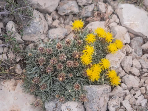 Centaurea drabifolia subsp. libanotica