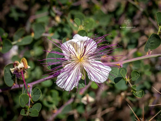 Capparis zoharyi