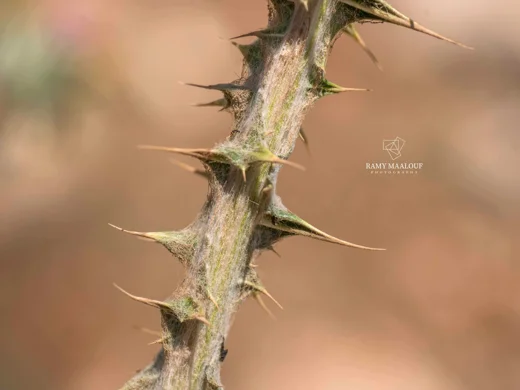 Onopordum floccosum