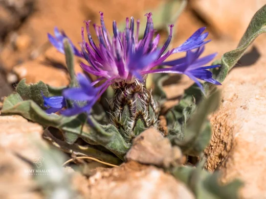 Centaurea axillaris