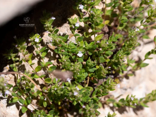 Micromeria cremnophila subsp. amana