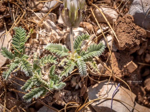 Astragalus lanatus