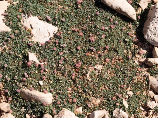 Trifolium modestum