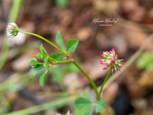 Trifolium nigrescens subsp. petrisavii