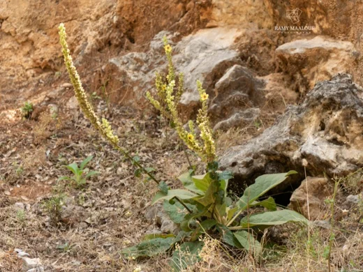 بوصير أنطاكي
