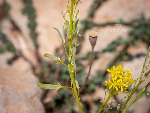 Isatis cappadocica subsp. macrocarpa