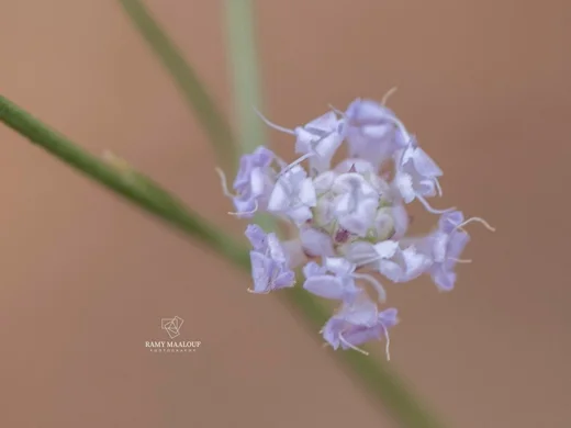 Cephalaria joppensis
