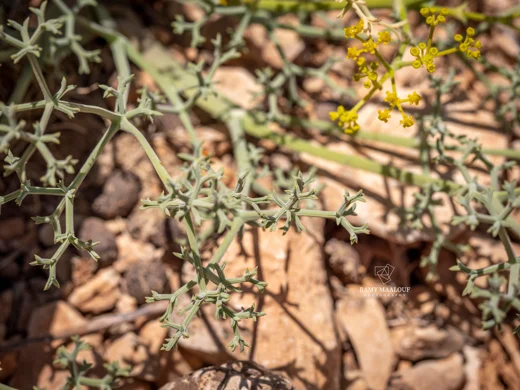Bilacunaria boissieri