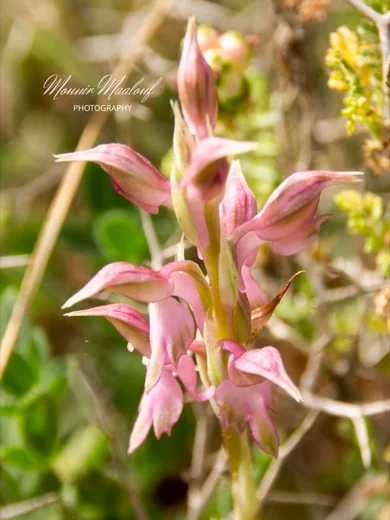 Anacamptis sancta
