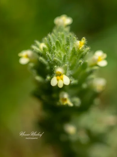 Parentucellia flaviflora